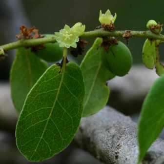 10 Blue Sweet-berry - Bridelia cathartica Seeds - Indigenous Tree with Edible Fruit