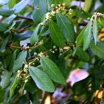 Blue Sweet-berry - Bridelia cathartica Seeds - Indigenous Tree with Edible Fruit