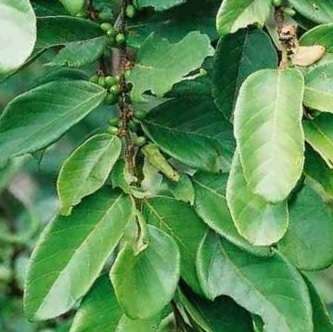 5 Bruinstinkhout - Coastal Goldenleaf - Bridelia micrantha Seeds - Indigenous Edible Fruit Tree