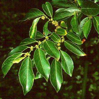 5 Bruinstinkhout - Coastal Goldenleaf - Bridelia micrantha Seeds - Indigenous Edible Fruit Tree