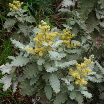 10 Buddleja glomerata - Karoo Sagewood Seeds - Buy Indigenous Shrub Seeds in South Africa
