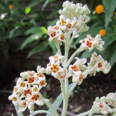 10 Buddleja loricata - Mountain Sagewood Seeds - Buy Indigenous Shrub Seeds in South Africa