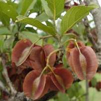 10 Combretum molle - Velvet Bush Willow Seeds - Indigenous Tree - Shrub