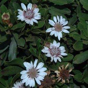 10 Callilepis caerulea Seeds - Indigenous South African Shrub Seeds To Buy from Africa