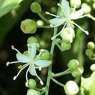 10 Capparis fascicularis var zeyheri Tree Seeds - Worldwide Delivery