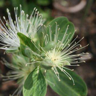 Capparis tomentosa Tree Seeds - Woolly Caper Bush - Worldwide Delivery
