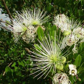 Capparis tomentosa Tree Seeds - Woolly Caper Bush - Worldwide Delivery
