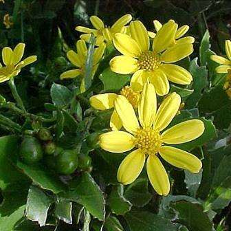 10 Chrysanthemoides monilifera Seeds - Indigenous South African Shrubs To Buy From South Africa