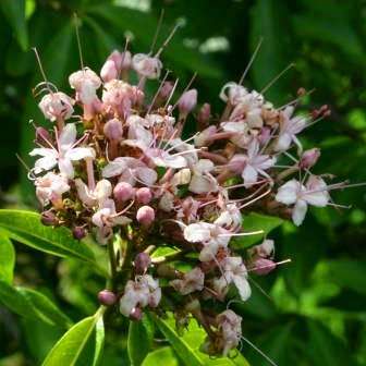 6 Clerodendrum glabrum Tree Seeds - Tinderwood - Worldwide Delivery