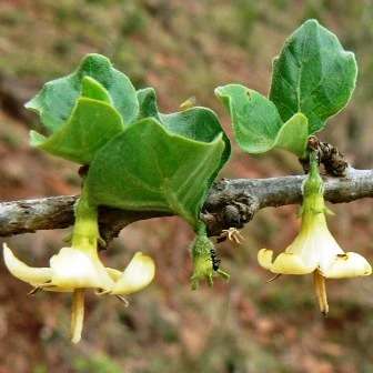 5 Coddia rudis Seeds - Small Bone Apple - Indigenous Shrub Seeds - Inheemse Struik Sade in RSA