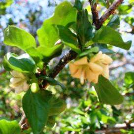 5 Coddia rudis Seeds - Small Bone Apple - Indigenous Shrub Seeds - Inheemse Struik Sade in RSA