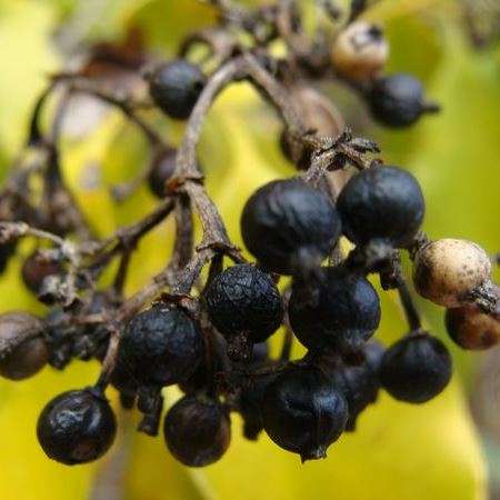 Coptosperma supra-axillare Seeds - Buy Seeds For Shrubs Indigenous To South Africa