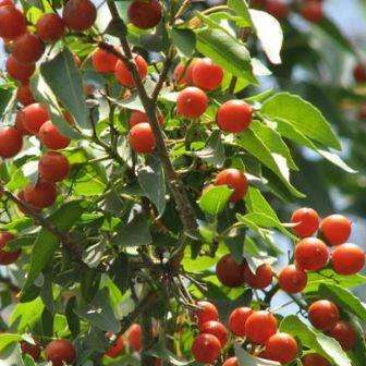 Cordia caffra Seeds - Septee Saucer-Berry - Indigenous Edible Fruit Tree