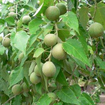 Croton megalobotrys Seeds - Indigenous Evergreen Bio Fuel Tree, Flat Ship Rate