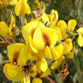 10 Honeybush Tea Seeds - Cyclopia subternata - Indigenous - Buy Seeds For Shrubs From South Africa