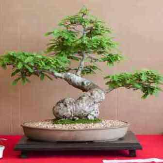 10 Dalbergia armata Bonsai Seeds + FREE Bonsai eBook and FREE Seeds with ALL orders!