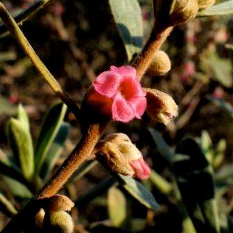 10 Fire-Sticks, Vuurmaakbossie - Diospyros austro-africana Seeds - Indigenous Tree
