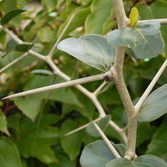 Poison Star-Apple - Diospyros dichrophylla Seeds - Indigenous Tree