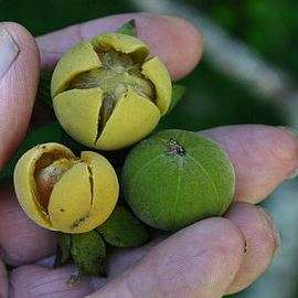 Poison Star-Apple - Diospyros dichrophylla Seeds - Indigenous Tree