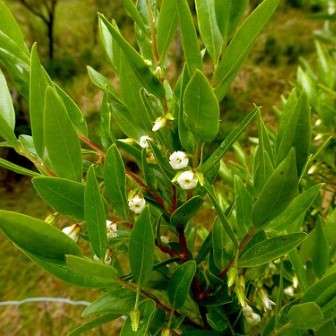 Blueberry Bush - Diospyros glabra Seeds - Indigenous Shrub or Small Tree