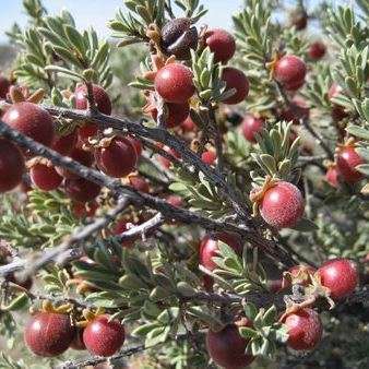 Namaqua Firesticks - Diospyros ramulosa Seeds - Indigenous Shrub or Small Tree