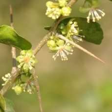 10 Dovyalis rhamnoides Seeds - Common Sourberry - Indigenous South African Edible Fruit from Africa