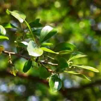Dovyalis zeyheri Seeds - Wild Apricot - Indigenous South African Edible Fruit from Africa