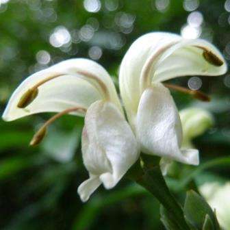 10 Lemon Pistol Bush - Duvernoia aconitiflora Seeds - Indigenous Evergreen Shrub