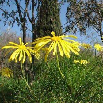 10 Euryops speciosissimus Seeds + Get Free Seeds with All Orders - Indigenous Shrub Seeds