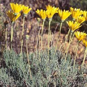 Euryops wagneri Seeds + Get Free Seeds with All Orders - Indigenous Shrub Seeds