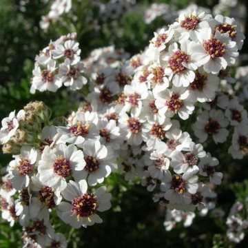 5 Eriocephalus africanus var paniculatus Seeds - Seeds For Indigenous South African Shrubs
