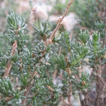 5 Eriocephalus ambiguus Seeds - Seeds For Indigenous South African Shrubs To Buy From South Africa