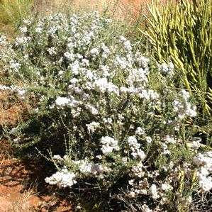 Eriocephalus dinteri Seeds - Seeds For Indigenous South African Shrubs To Buy From South Africa