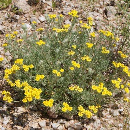 5 Eriocephalus pinnatus Seeds - Seeds For Indigenous South African Shrubs From South Africa