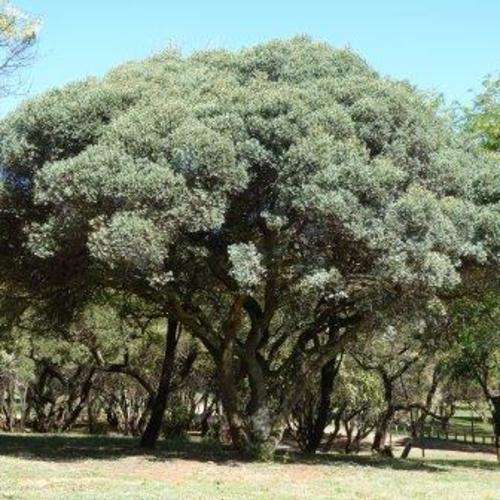 10 Euclea crispa Seeds - Blue Guarri, Bloughwarrie - Indigenous Tree