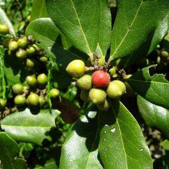 5 Euclea natalensis Seeds - Natal Guarri, Natal Ebony - Indigenous Tree