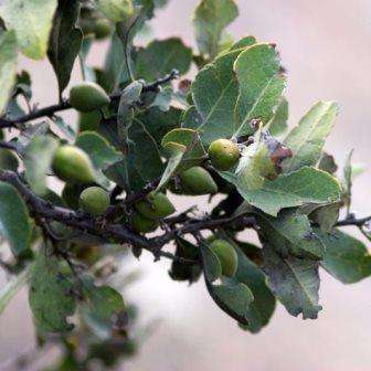 6 Euclea tomentosa Seeds - Honey Guarri - Indigenous South African Endemic Tree