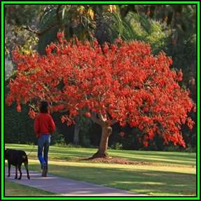 Erythrina caffra - Coast Coral Tree - 10 Seed Pack - Kuskoraalboom - Indigenous NEW