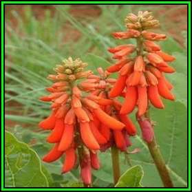 Erythrina zeyheri - 1 Seed Pack - Plough-breaker - RARE Indigenous Shrub - NEW