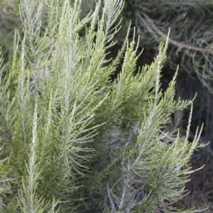 Elytropappus rhinocerotis Seeds Rhinoceros Bush Indigenous South African Shrub Seeds from Africa