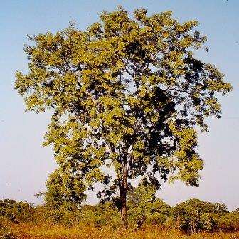 10 Erythrophleum africanum Seeds - African Blackwood Indigenous South African Tree Seeds from Africa