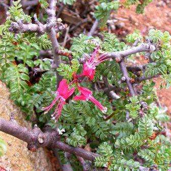 5 Erythrophysa alata Seeds - Namaqua Redballoon South African Bonsai Tree Seeds from Africa