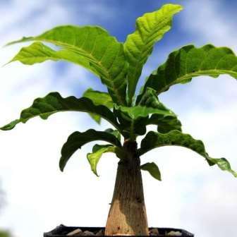 3 Entandrophragma caudatum Seeds - Wooden Banana - Indigenous South African Tree Seeds from Africa