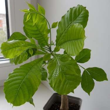 Entandrophragma caudatum Seeds - Wooden Banana - Indigenous South African Tree Seeds from Africa