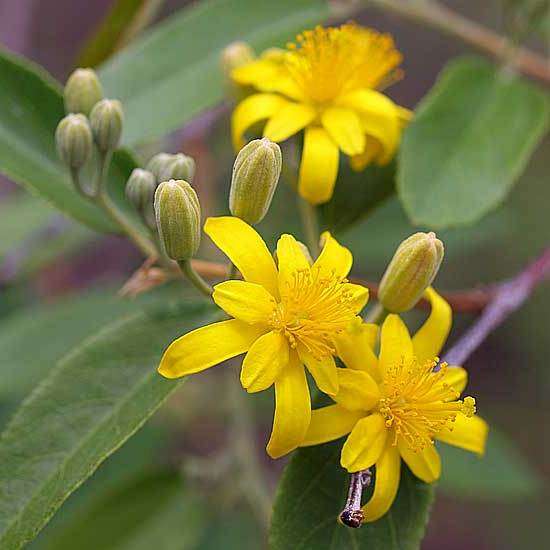 10 Grewia bicolor Seeds - White Raisin - Indigenous Tree / Shrub Seeds