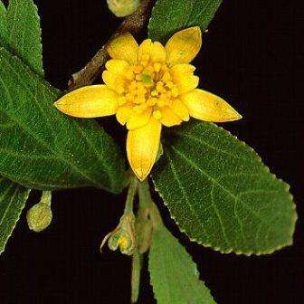 10 Grewia flava Seeds - Velvet Brandybush - Indigenous Tree / Shrub Seeds