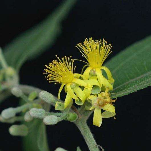 10 Grewia flavescens Seeds - Sandpaper Raisin - Indigenous Tree / Shrub Seeds