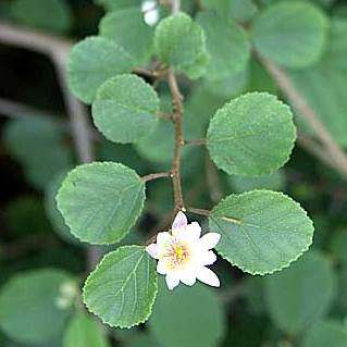 10 Grewia microthyrsa Seeds - Lebombo Raisin - Indigenous Tree / Shrub Seeds