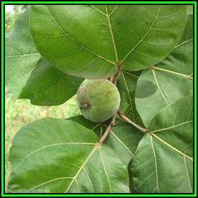Ficus vallis-choudae - False Cape Fig Seeds - Exotic Evergreen Fruit Tree - NEW