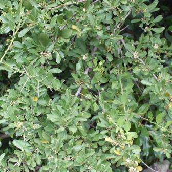 Gymnosporia heterophylla Seeds - Spikethorn - Indigenous South African Tree Barrier Plant